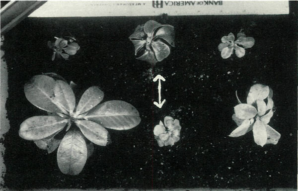 Six of 12 surviving colchicine treated
'Venda Kee' seedlings did not attain normal stature even by three years