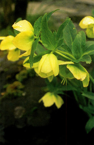 Helleborus orientalis (yellow form)