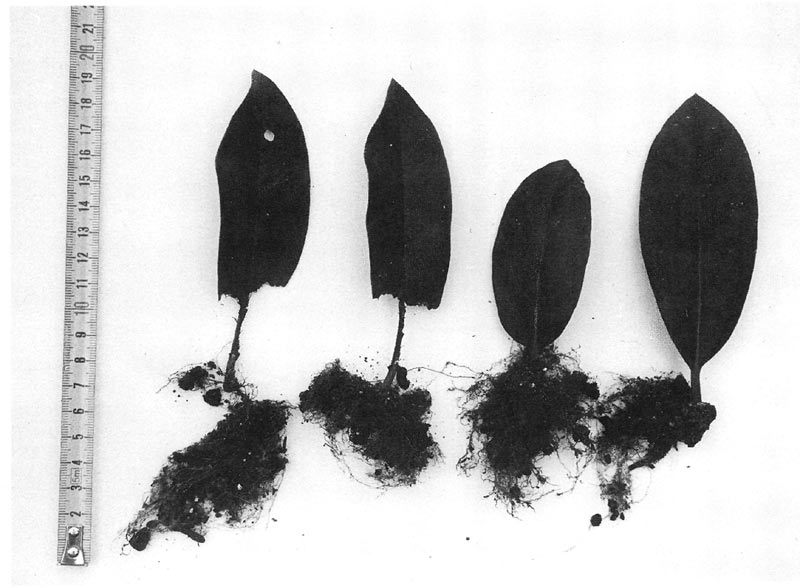 Figure 2. Rooted leaf cuttings