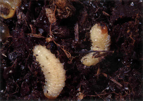Figure 3. Last instar black 
vine weevil larvae.