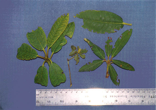 Figure 2. Black vine weevil feeding notches 
in rhododendron leaves.