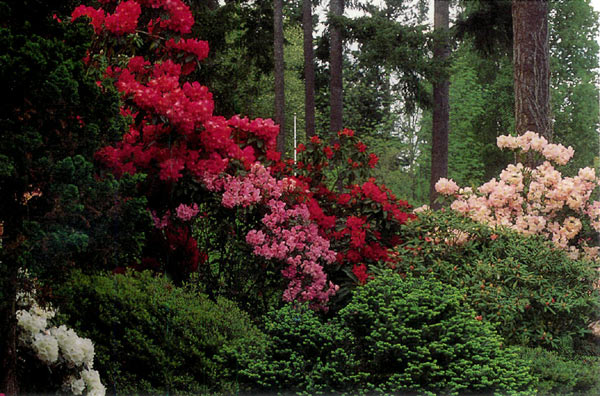 Landscape at Ned Brockenbrough's
Garden, Bellevue, WA