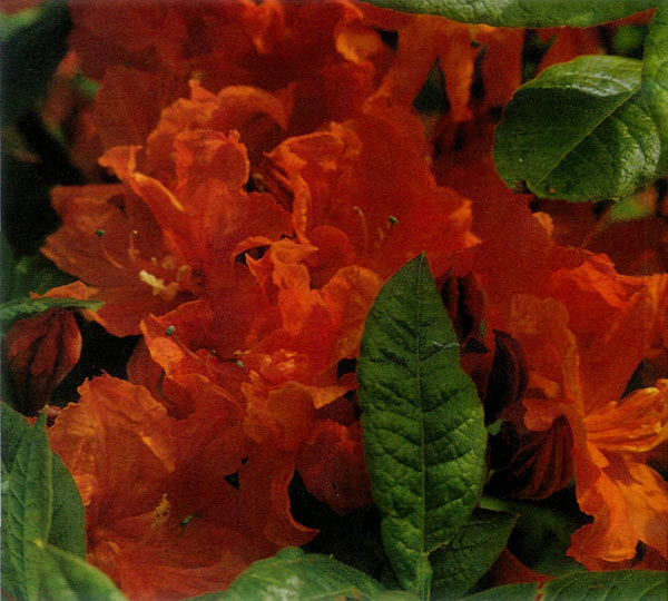 Unnamed orange hybrid azalea