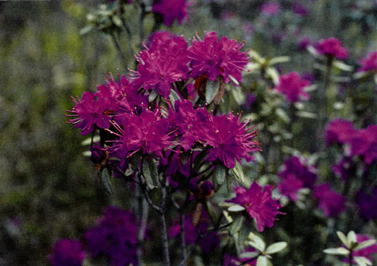 Flower of R. parvifolium subsp. parvifolium 
on the Paekmu Plateau