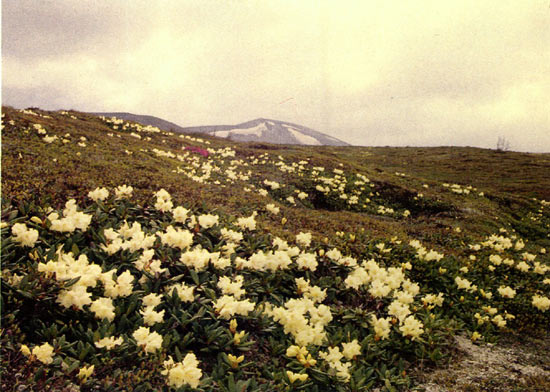 R. aureum in the alpine zone of Mt. 
Paekdusan