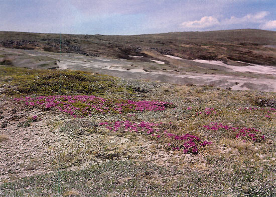 R. parvifolium subsp. alpinum on Mt. 
Paekdusan