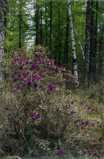 R. parvifolium subsp. parvifolium on the 
Paekmu Plateau, about 1,400 meters.