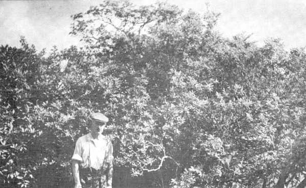 Original plant of Azalea viscosa planted in 1842.