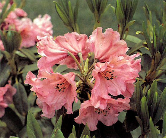 Pink colored seedling of the cross 
(R. 'Champagne' x R. 'Jalisco Elect')
