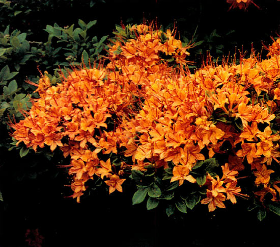 Brilliant orange and yellow 
hybrid azalea in hybrid swarm.