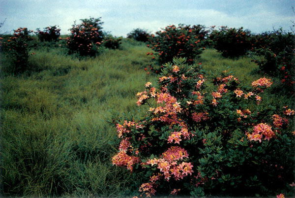Overview of pale salmon and 
other hybrid azaleas on Gregory Bald.