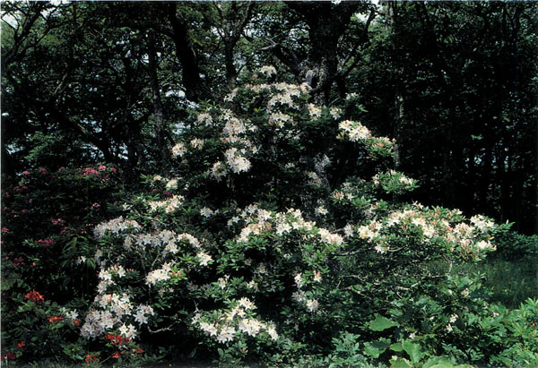 Overview of whole plant of 
white tinged-pink hybrid azalea.