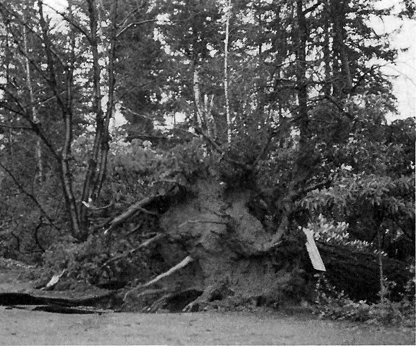 Douglas fir uprooted by driveway in 
Smith Garden