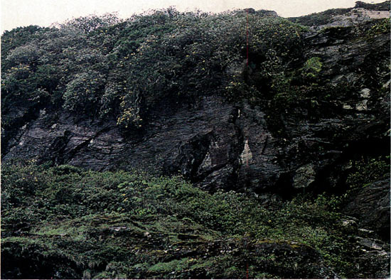 Cliffs in the mist. R. cinnabarinum 
ssp. xanthocodon Concatenans Group.