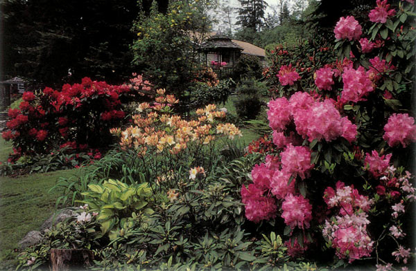 The Hemminger garden, Maple Ridge