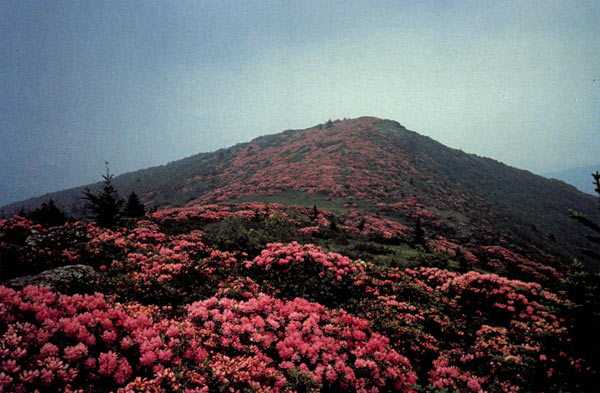Roan Mountain with R. catawbiense
in bloom