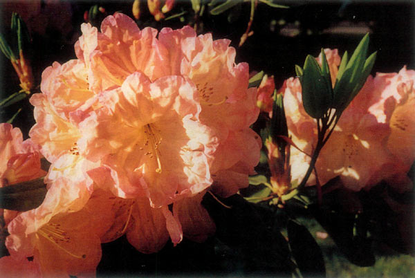 Rhododendron 'Walt Elliott'