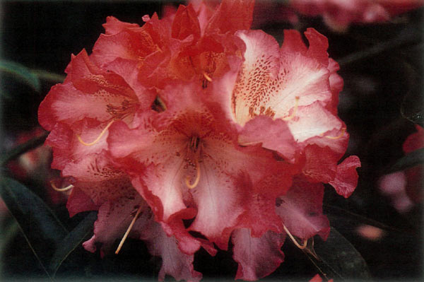 Rhododendron 'Forever Yours'