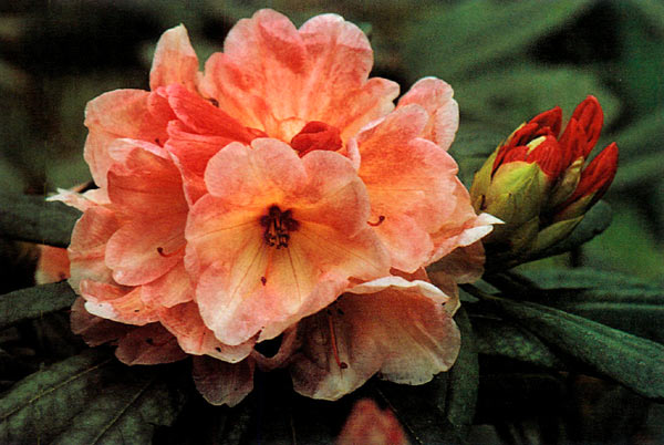 Rhododendron 'Lauren With Love'
