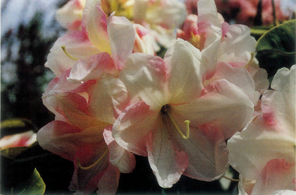 Rhododendron 'Alibaby'