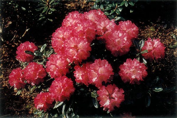 (Unnamed dwarf red x R. proteoides)