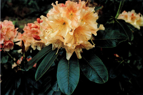 Rhododendron 'Pridenjoy'