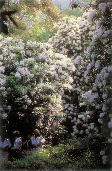 Rhododendron 'Halopeanum'