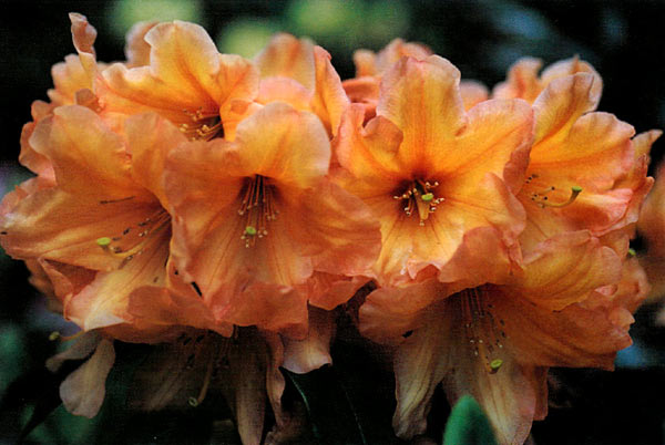 Rhododendron 'Amber Touch'