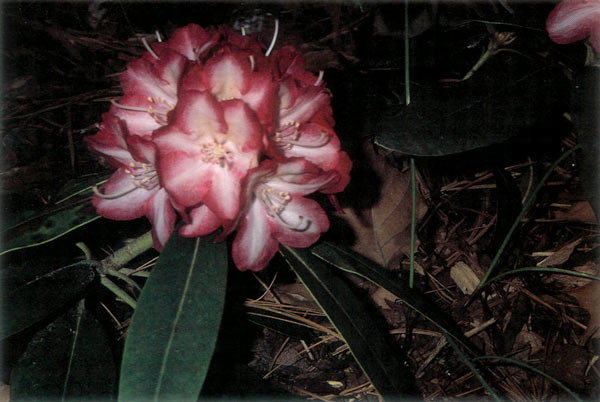 Rhododendron 'Rhodstar'