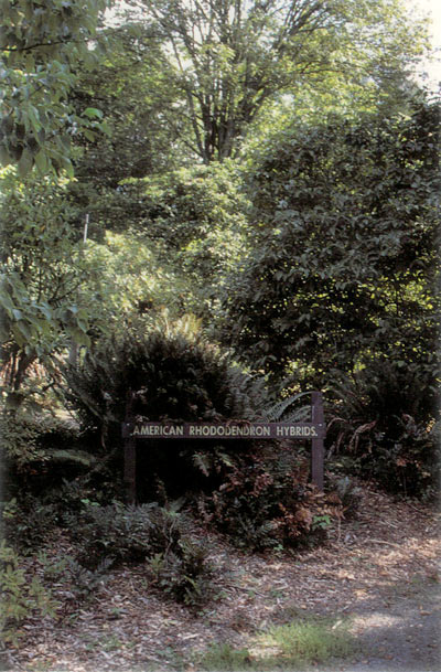 The overgrown American Hybrid
Garden at the Washington Park Rhododendron Arboretum in summer 1996.