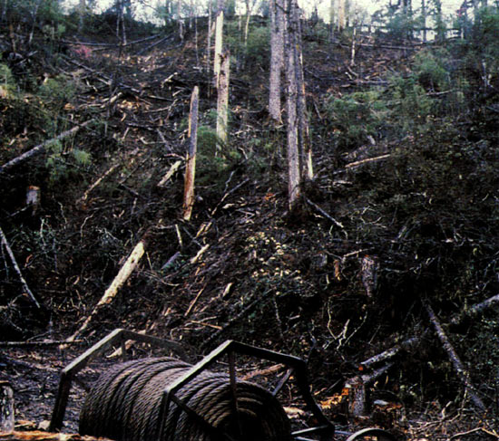 Raped forest, Da-cai-ba,
N.W. Yunnan, China. June 1987
