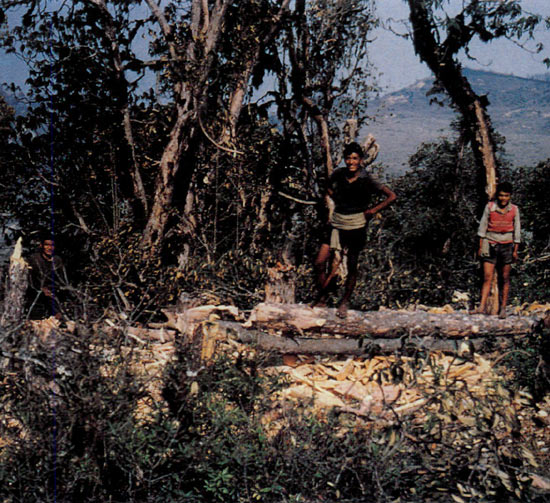 Woodcutters in R. arboreum forest.
Gurkha Himalaya C. Nepal, April 1983