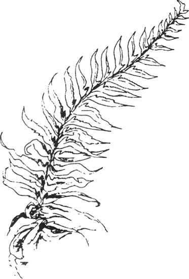 Sword fern