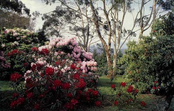 Olinda Gardens, Olinda, Australia