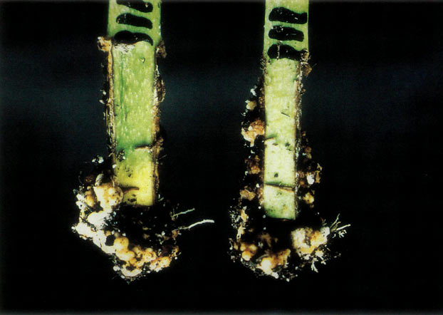 Cuttings showing the use of the hormone
naphthalene acetic acid on the left and indole butyric acid on the right.