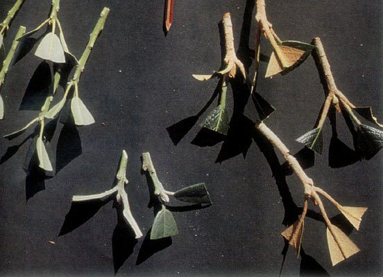 Preparation: 
sectioning of leaves and stems.