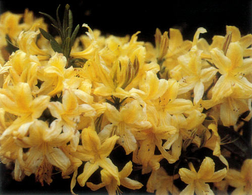 (R. japonicum x R. luteum)