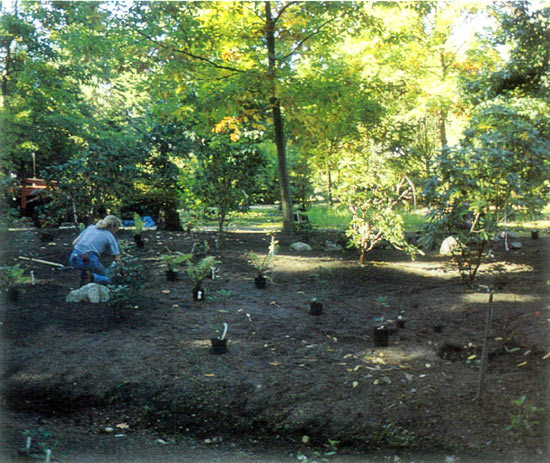 RSBG Garden renovation
in the R. eclecteum area.
