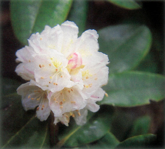 R. brachycarpum flower
