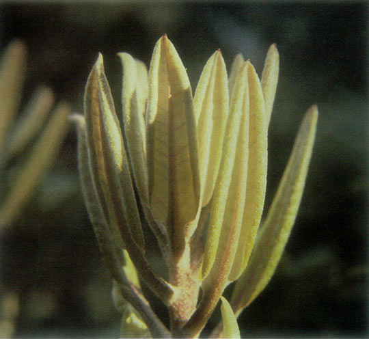 New foliage of R. brachycarpum