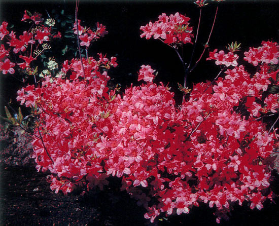 R. 'Pink 'Arnoldiana'