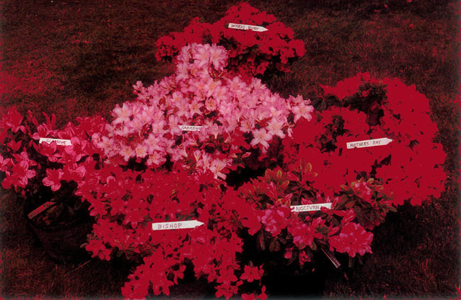 A selection of evergreen azaleas
from the author's collection.