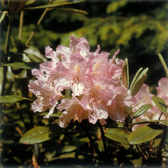 Rhododendron Wombat - Stock Image - B834/1666 - Science Photo Library