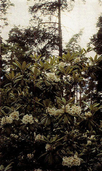 R. brachycarpum as ssp. tigerstedtii, 
Mustila.