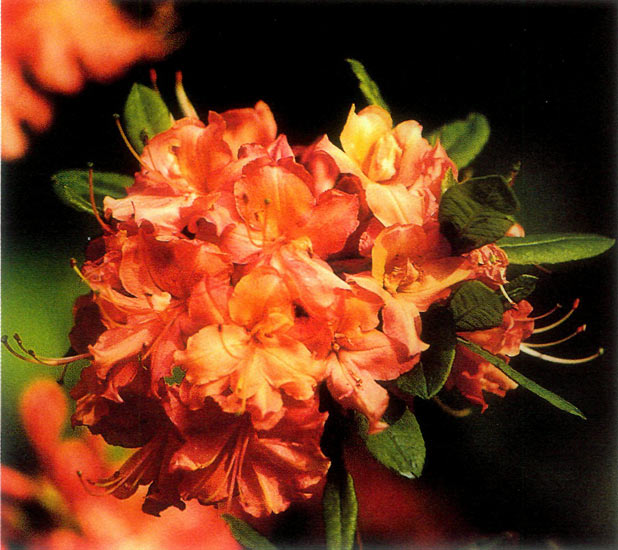 R. flammeum (syn. R. speciosum)
hybrid.