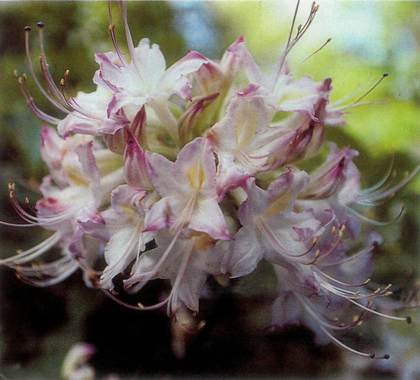 R. alabamense x R. canescens
natural hybrid.