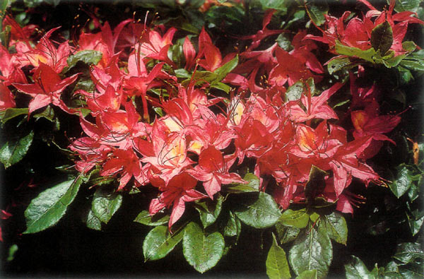 Large flowered fuchsia selection.