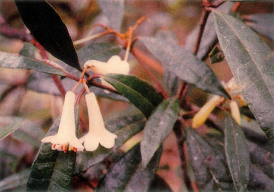 R. malayanum (pale yellow form)