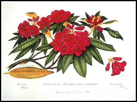 Rhododendron mallotum illustration