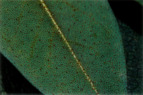 leaf of R. maddenii ssp. maddenii